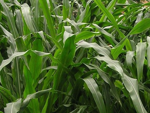 1627038544709583.jpg image.jpg