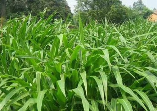 1627038551654170.jpg image.jpg