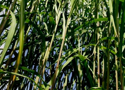 1627038948218472.jpg image.jpg