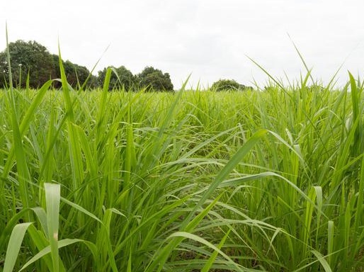 1627038957622246.jpg image.jpg