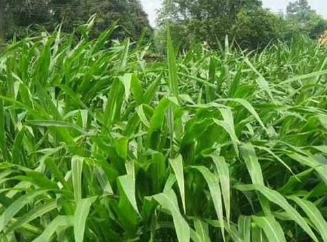 1627039088730370.jpg image.jpg