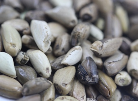 1627039112175394.jpg image.jpg