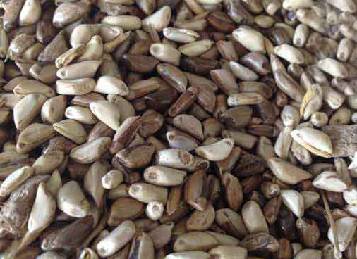 1627039393216071.jpg image.jpg