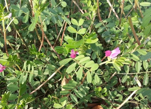 1627039718829854.jpg image.jpg