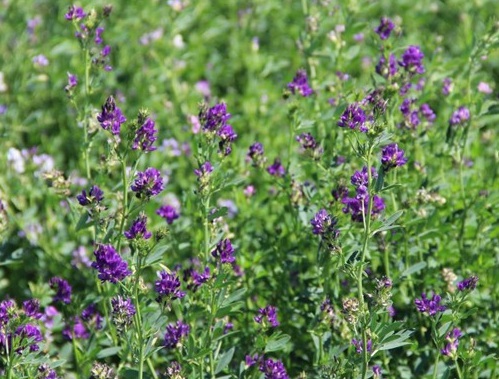 1627039740162750.jpg image.jpg