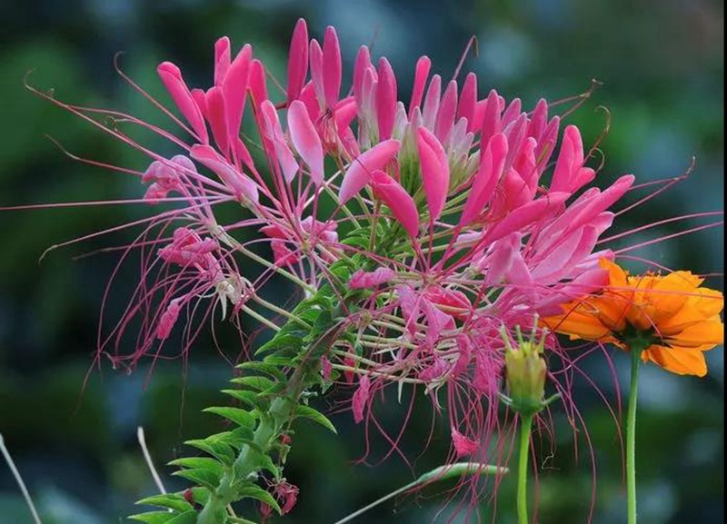 醉蝶花的醫(yī)用價(jià)值和用途