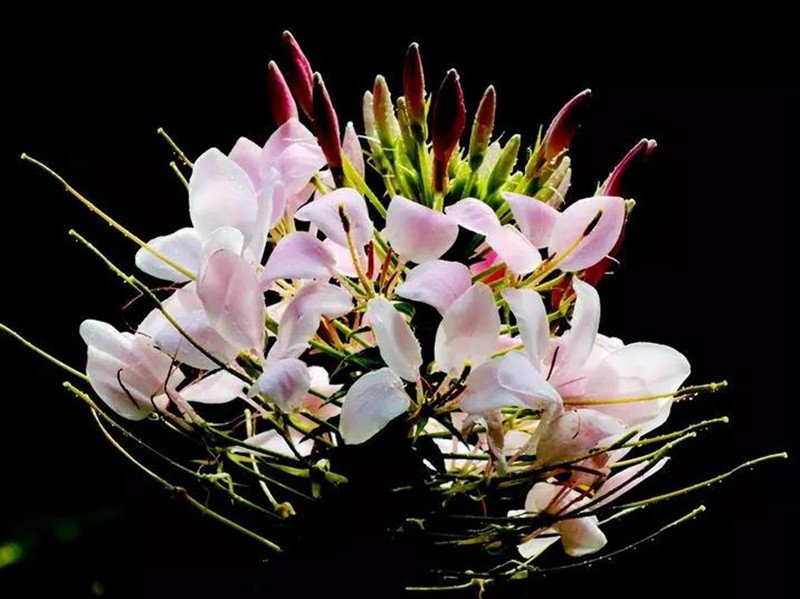 醉蝶花的醫(yī)用價(jià)值和用途