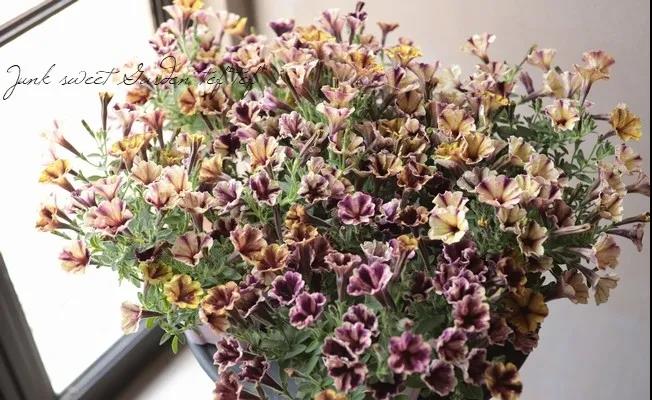 春天種子矮牽牛如何選擇如何養護