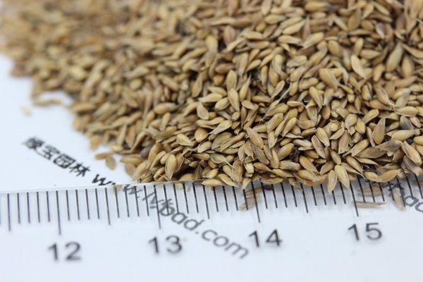 中華結(jié)縷草種子