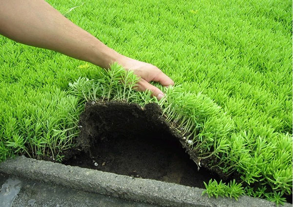 佛甲草與垂盆草的區別