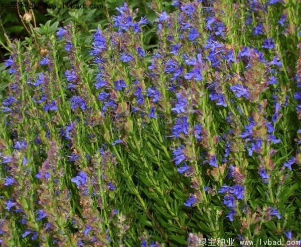 薰衣草種子多少錢一斤 薰衣草種子多少錢一斤