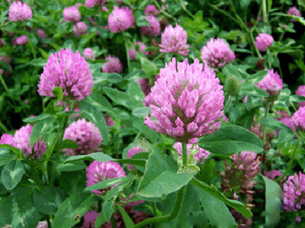 三葉草一平方種多少克 三葉草一平方種多少克