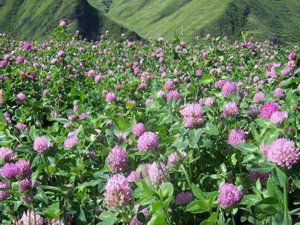 三葉草一平方種多少克 三葉草一平方種多少克