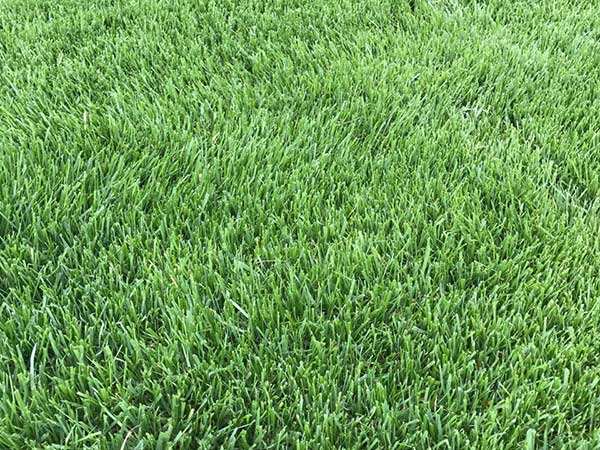 馬尼拉草坪多少錢(qián)一方