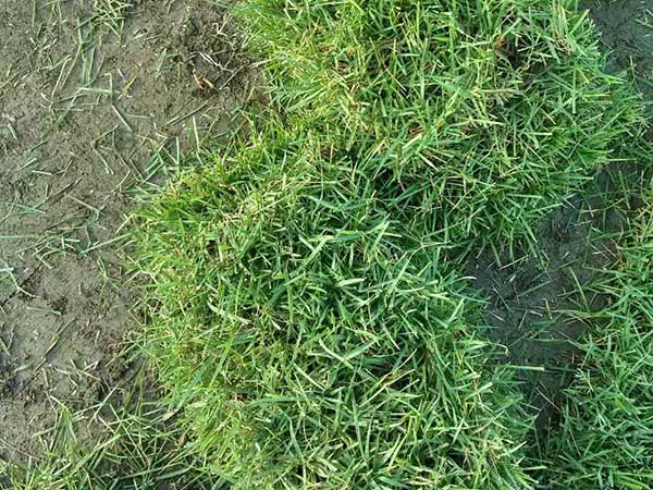 播撒草籽多少錢一平米 播撒草籽多少錢一平米