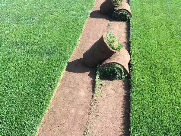 路邊綠化草坪是什么草 路邊綠化草坪是什么草