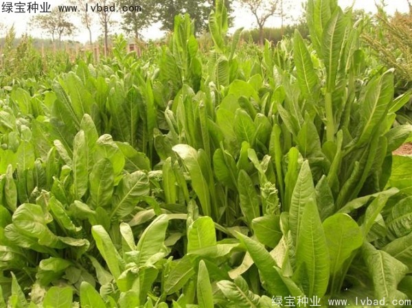 魯梅克斯牧草的優缺點 魯梅克斯牧草的優缺點