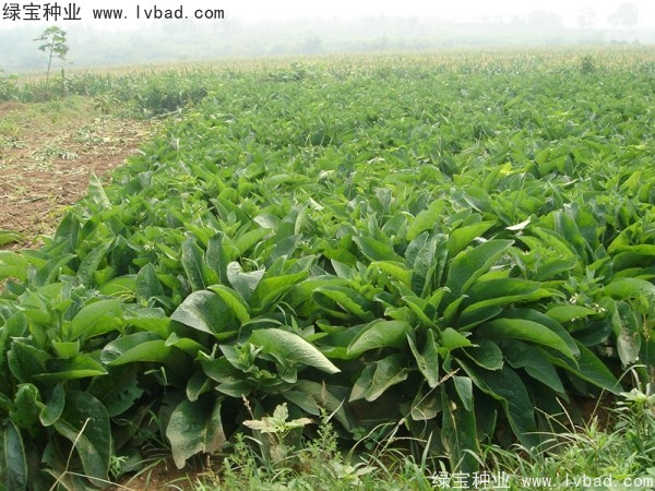 魯梅克斯牧草的優缺點 魯梅克斯牧草的優缺點