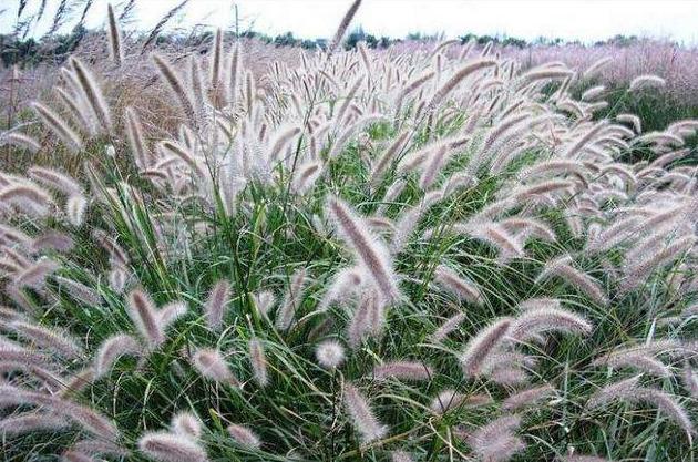 湖南適合種植什么牧草 湖南適合種植什么牧草