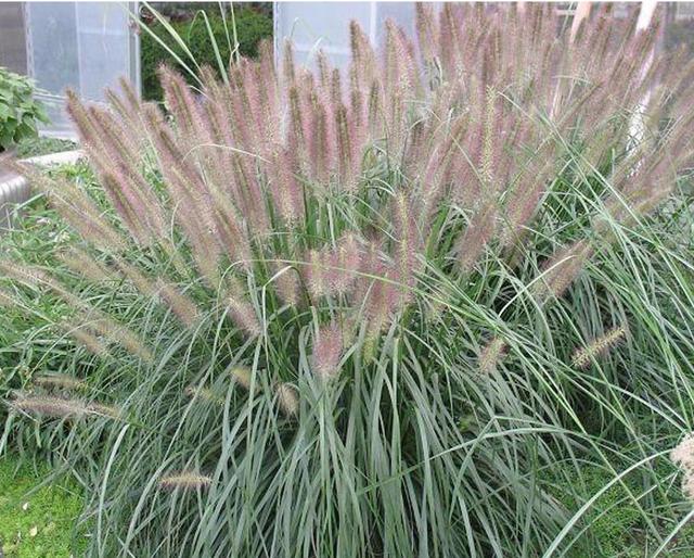 湖南適合種植什么牧草 湖南適合種植什么牧草