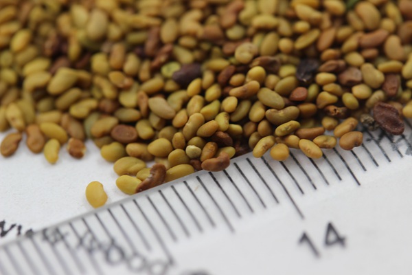 紫花苜蓿種子 紫花苜蓿種子