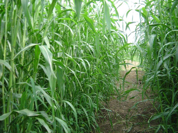 1627223865659021.jpg image.jpg