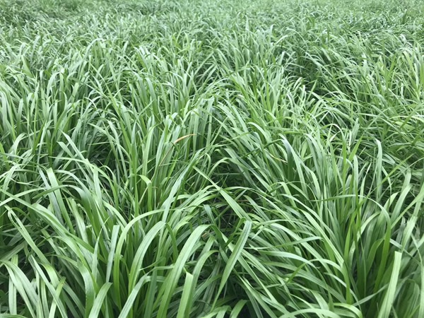 1627223945604917.jpg image.jpg