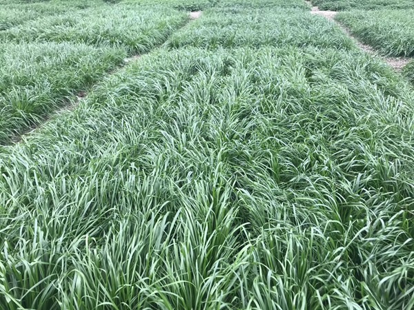 1627223994367025.jpg image.jpg