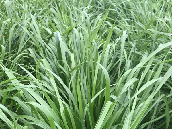 1627224007914903.jpg image.jpg