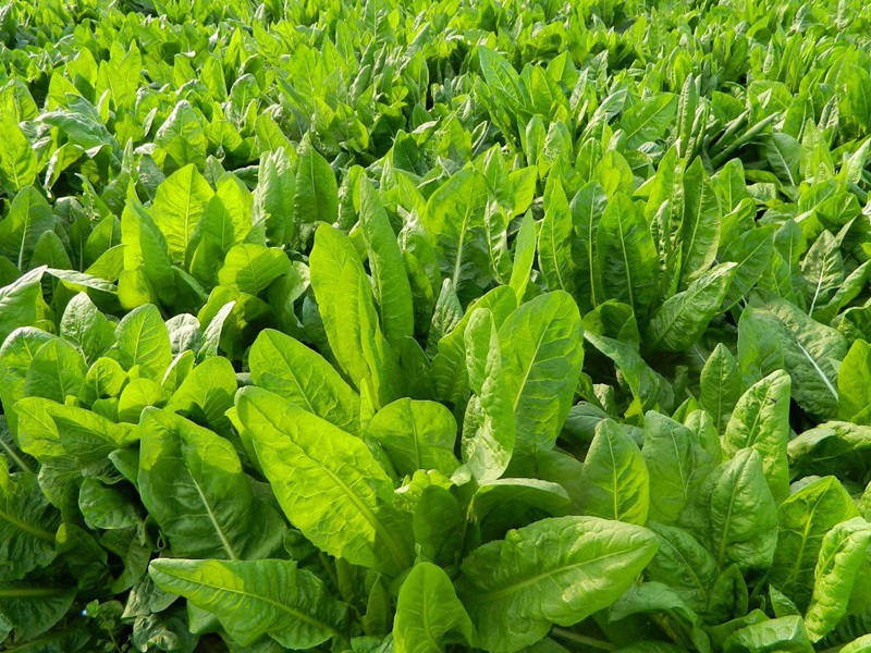 1627225847559119.jpg image.jpg