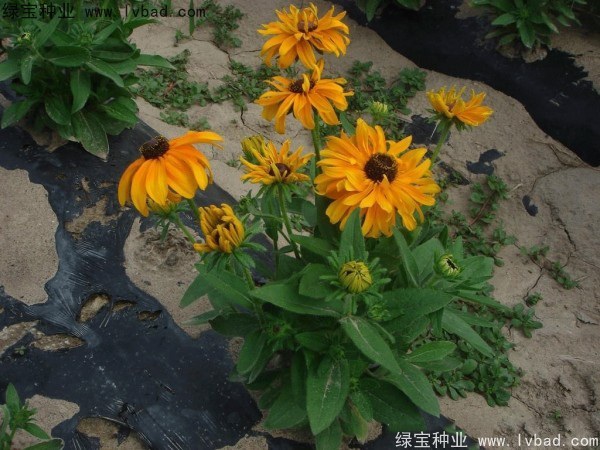 1627226114810124.jpg image.jpg