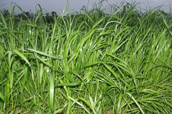 1627226468518205.jpg image.jpg