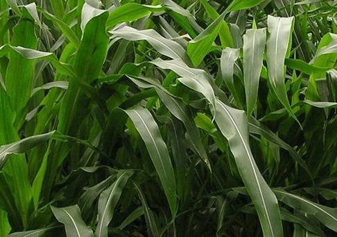 1627274479379188.jpg image.jpg