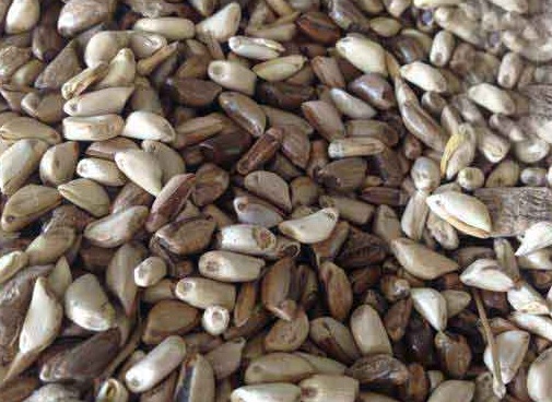 1627275381267607.jpg image.jpg