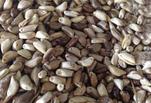 1627275505682406.jpg image.jpg