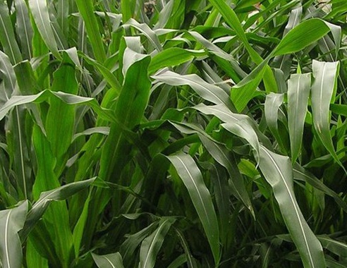 1627275604896228.jpg image.jpg