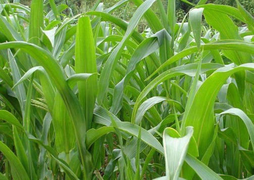 1627275621727491.jpg image.jpg