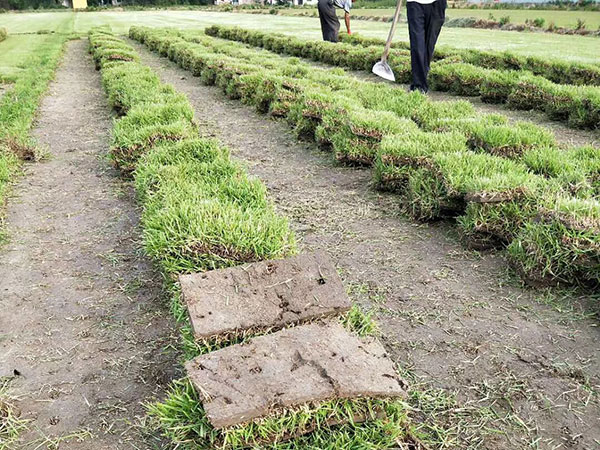 中華結縷草圖片 中華結縷草圖片