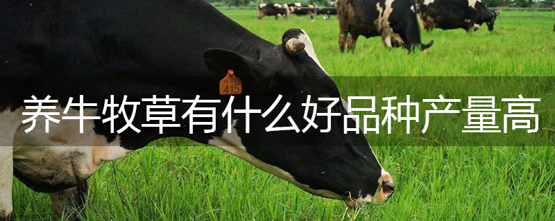 養(yǎng)牛牧草有什么好品種產(chǎn)量高
