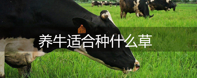 養(yǎng)牛適合種什么草