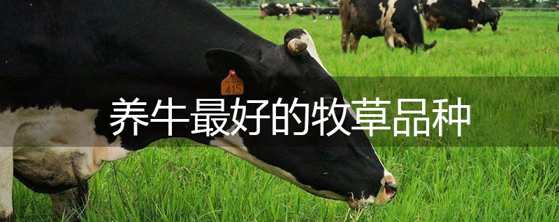 養牛最好的牧草品種 養牛最好的牧草品種