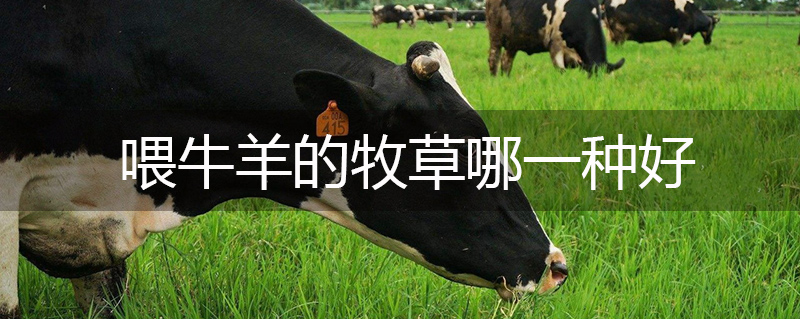 喂牛羊的牧草哪一種好 喂牛羊的牧草哪一種好