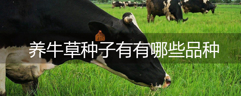 養牛草種子有有哪些品種 養牛草種子有有哪些品種