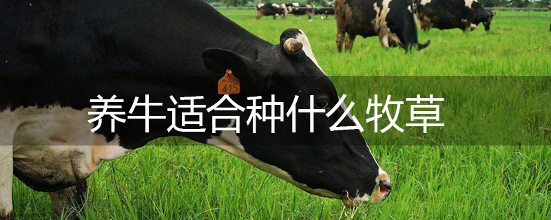 養牛適合種什么牧草 養牛適合種什么牧草