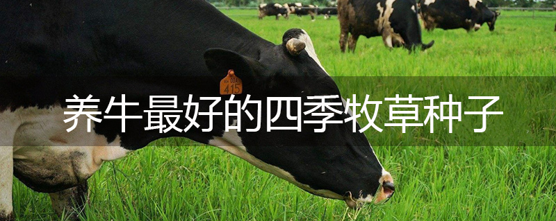 養牛最好的四季牧草種子 養牛最好的四季牧草種子