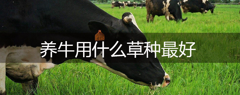 養牛用什么草種最好 養牛用什么草種最好