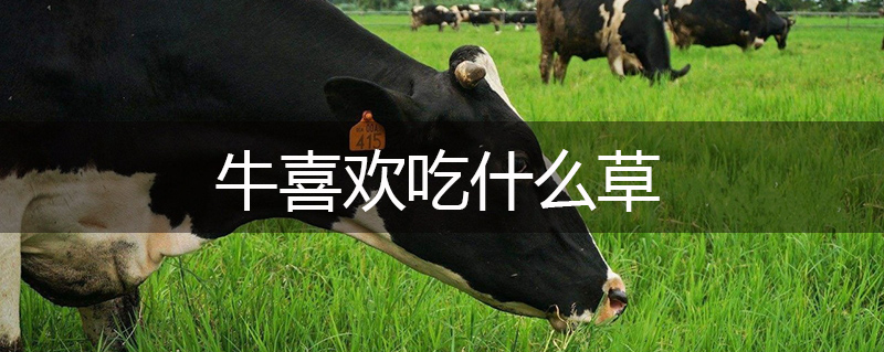 牛喜歡吃什么草