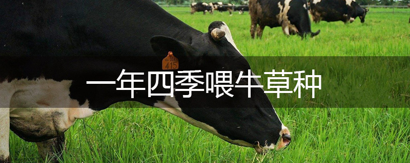 一年四季喂牛草種