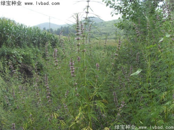 1627365292403875.jpg image.jpg