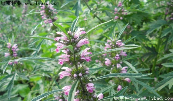 1627365301933846.jpg image.jpg